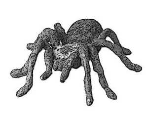Гигантский паук (значительно уменьшенное изображение)