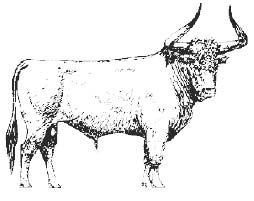 „Универсальный” бык