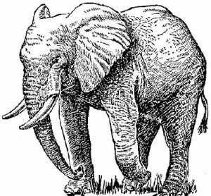Обычный большеухий харибдийский слон